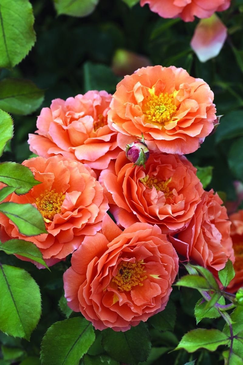Adobe Sunrise™ Rose in the Gartenmeister pot