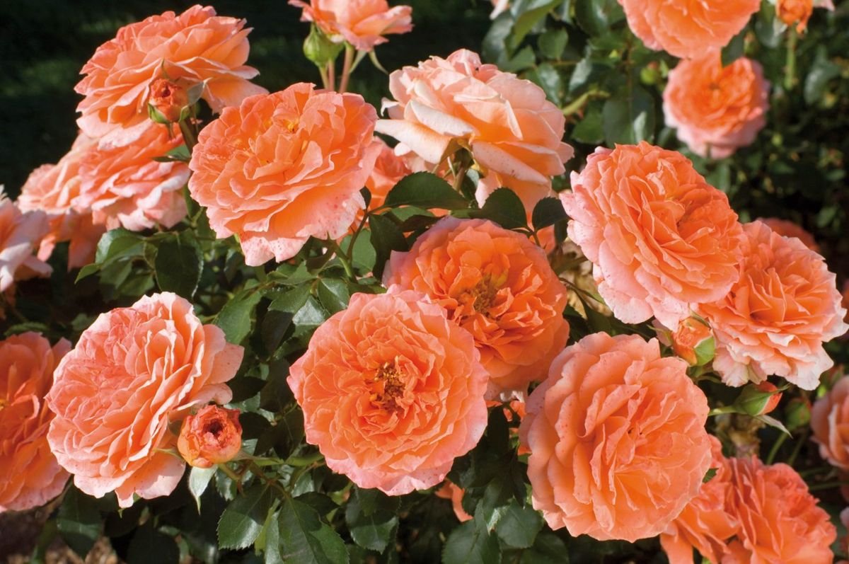 Adobe Sunrise™ Rose photo 2