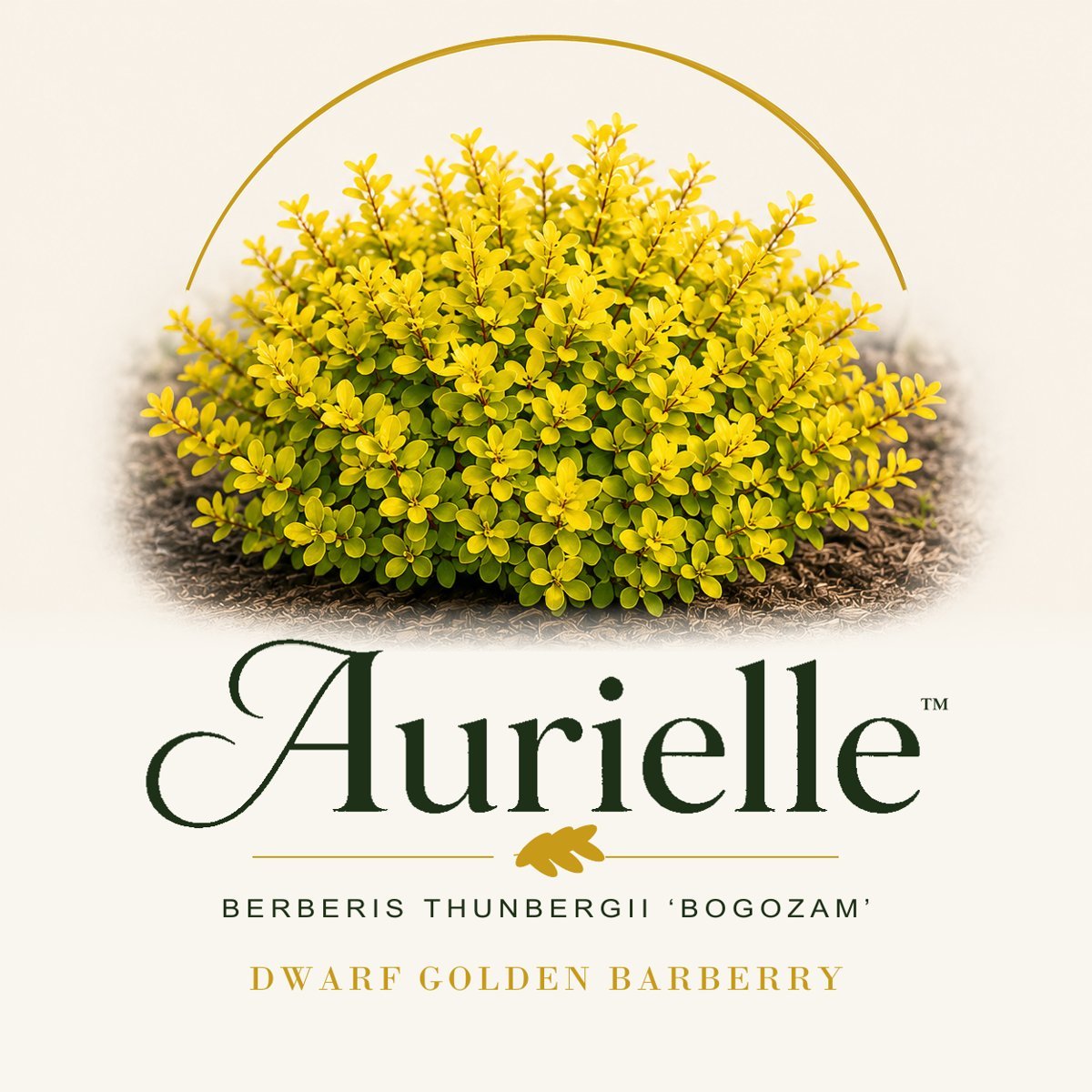 Aurielle™ Barberry