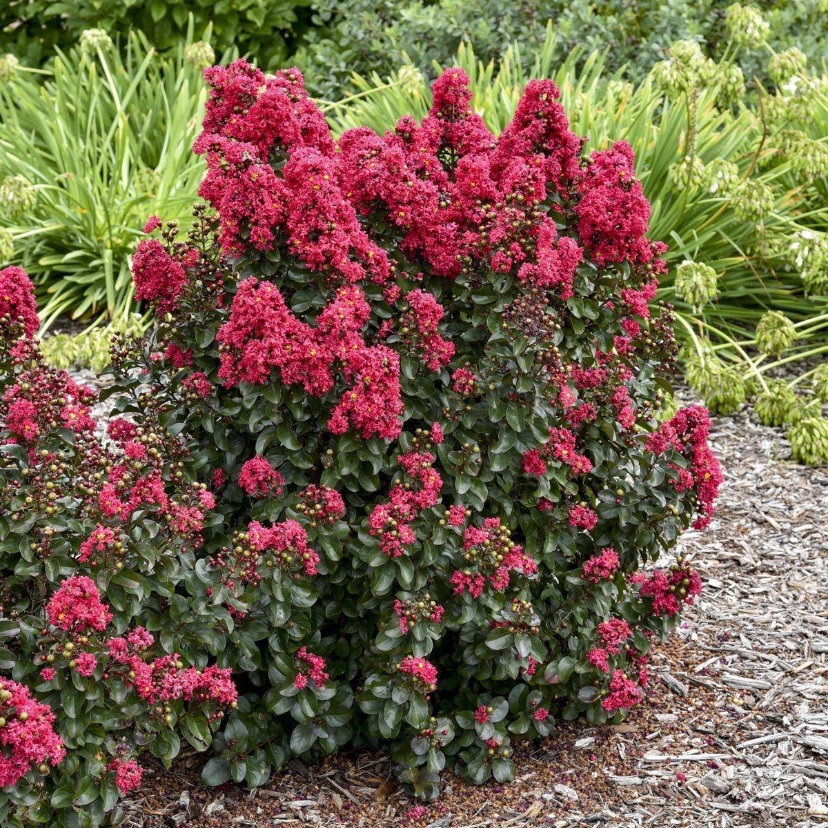 Barista® Cherry Mocha Crape Myrtle in the Gartenmeister pot