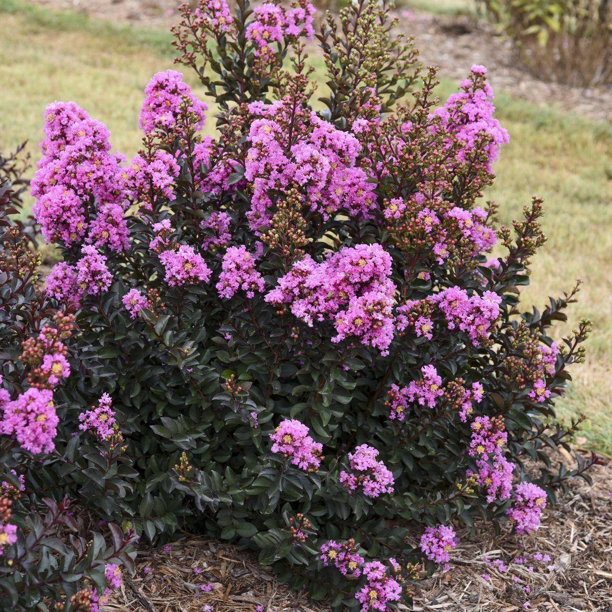Barista® Sweet Macchiato Crape Myrtle in the Gartenmeister pot