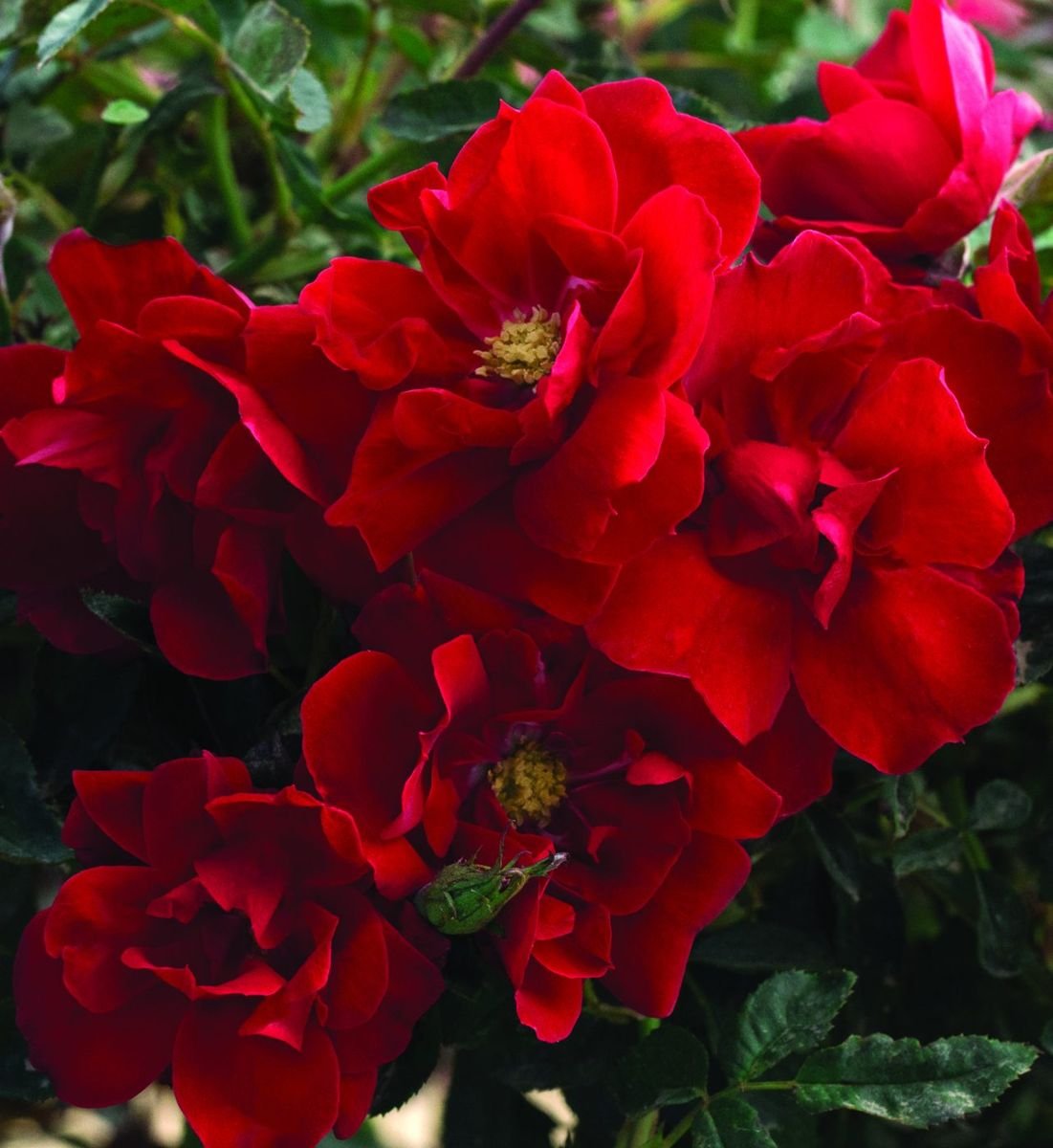Brick House® Orange Rose in the Gartenmeister pot