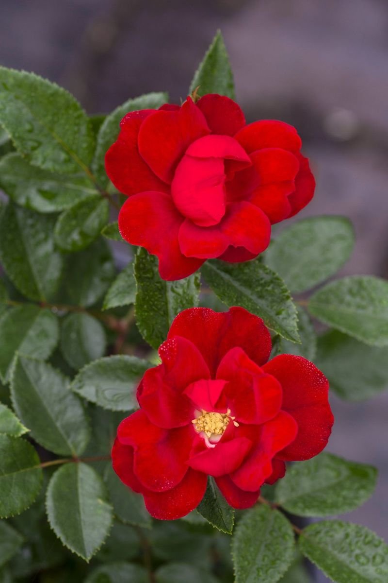 Brick House® Orange Rose photo 2