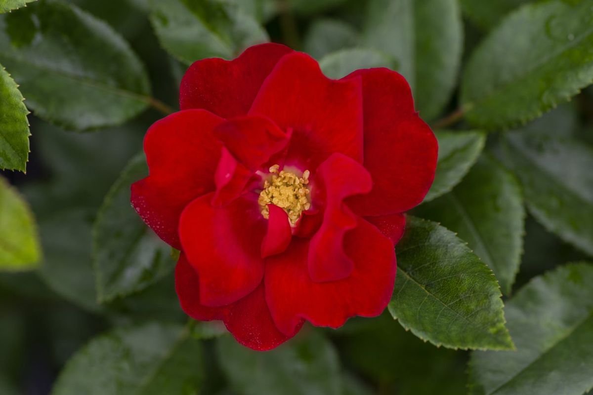 Brick House® Orange Rose photo 3