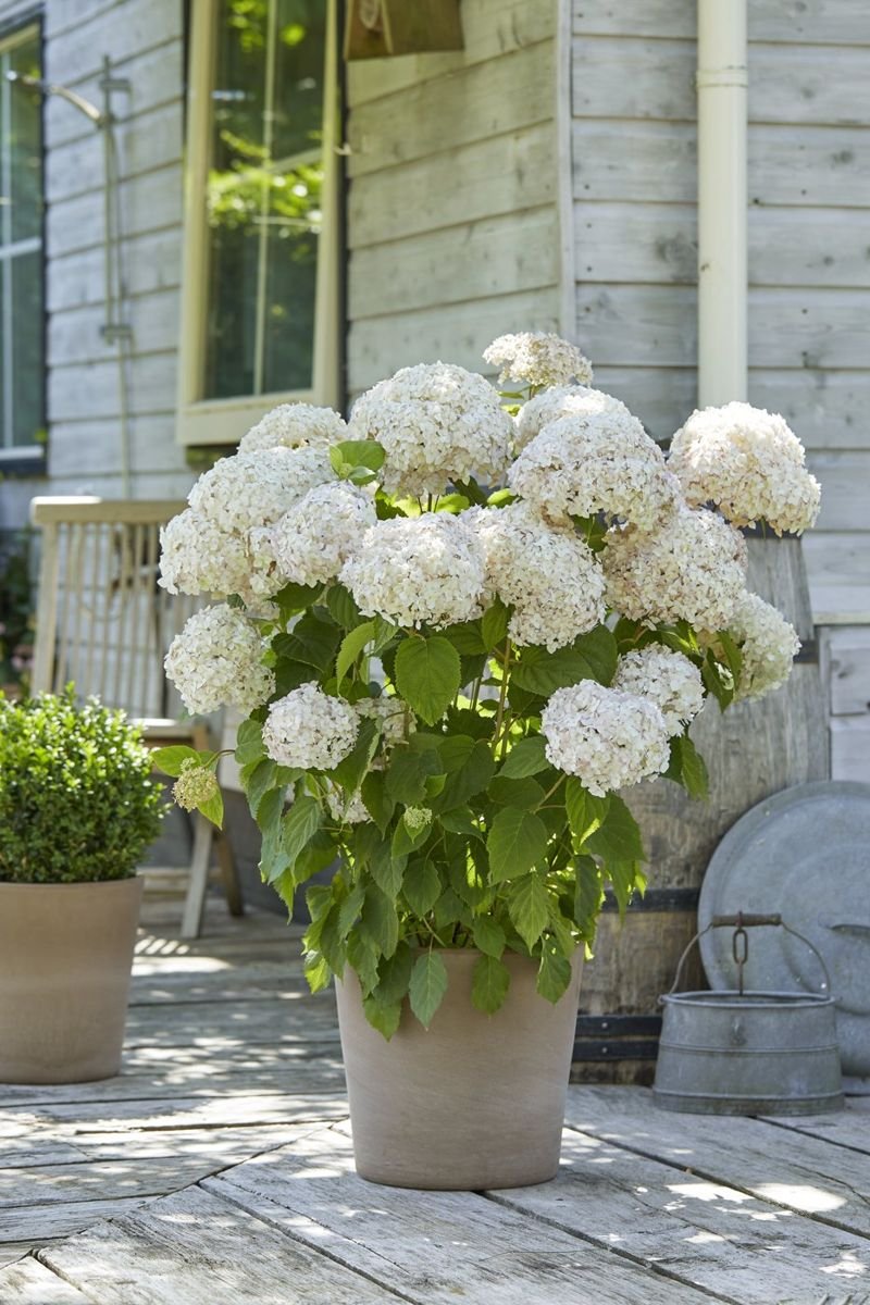 Candybelle® Marshmallow Hydrangea in the Gartenmeister pot