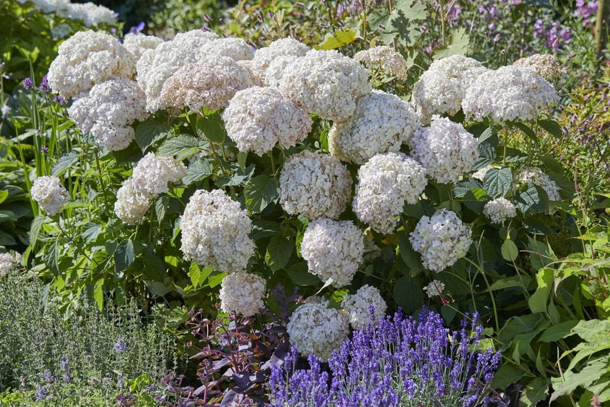 Candybelle® Marshmallow Hydrangea photo 2