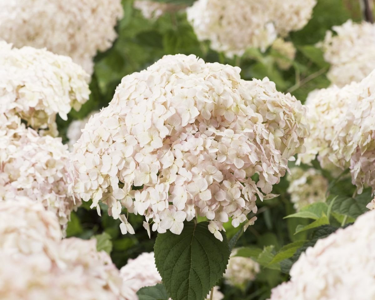 Candybelle® Marshmallow Hydrangea photo 3