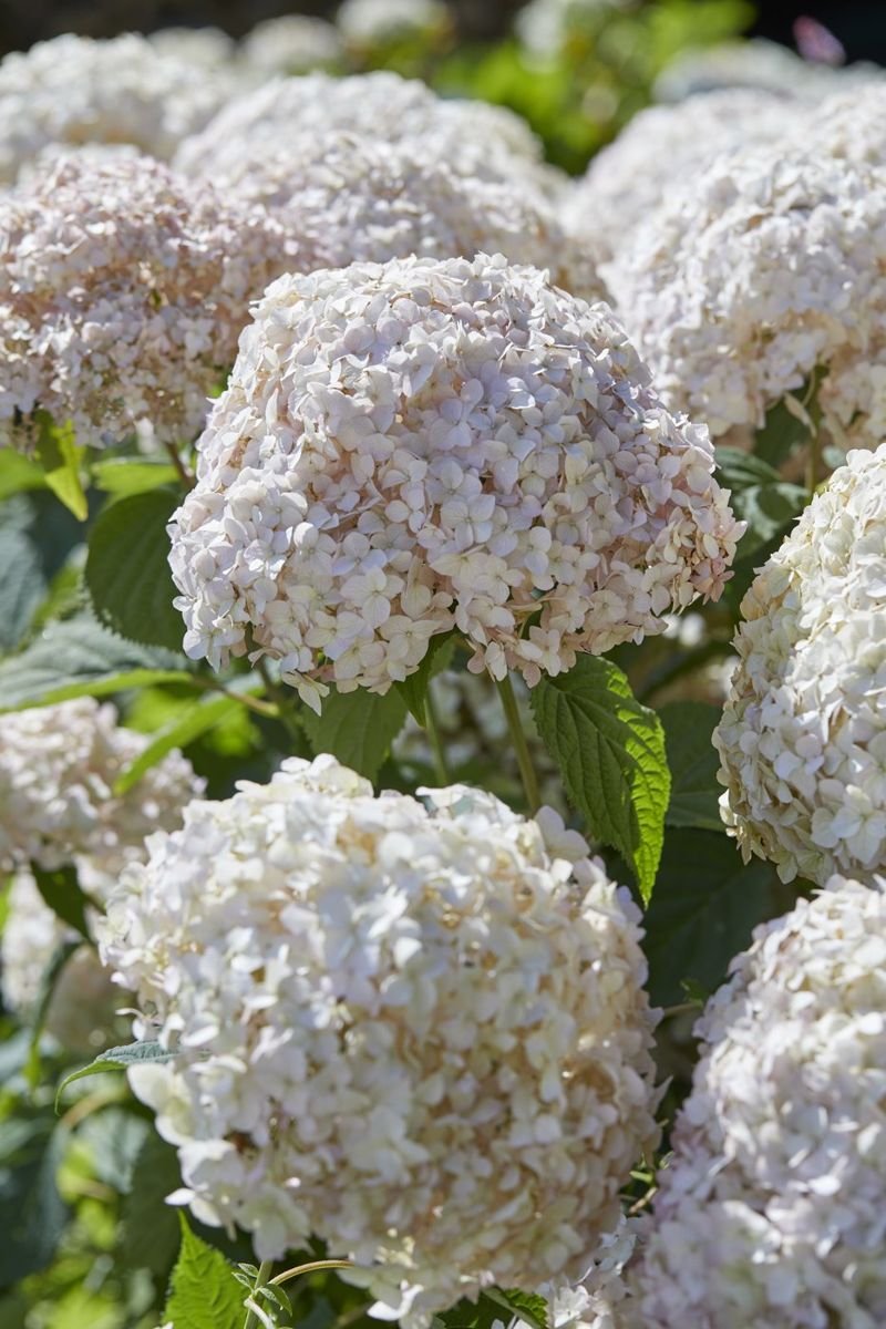 Candybelle® Marshmallow Hydrangea photo 4