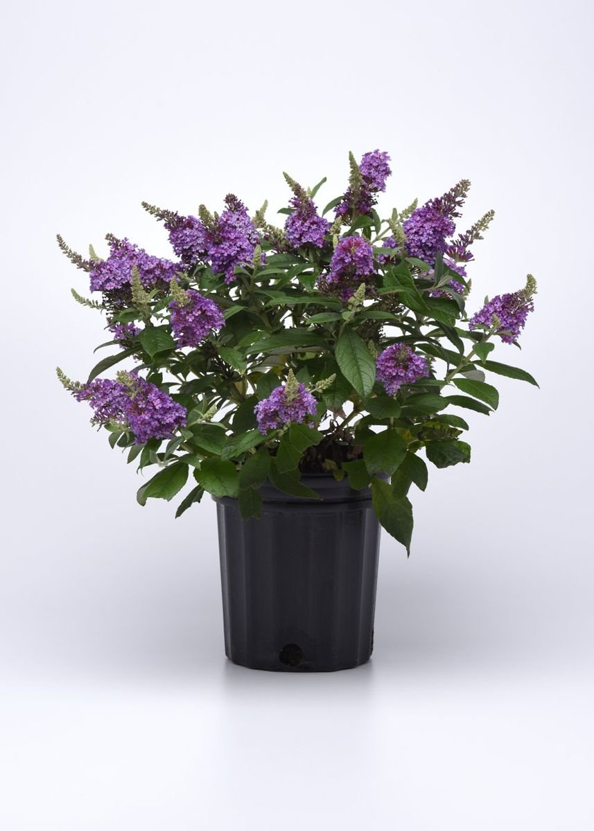 Chrysalis™ Blue Butterfly Bush in the Gartenmeister pot