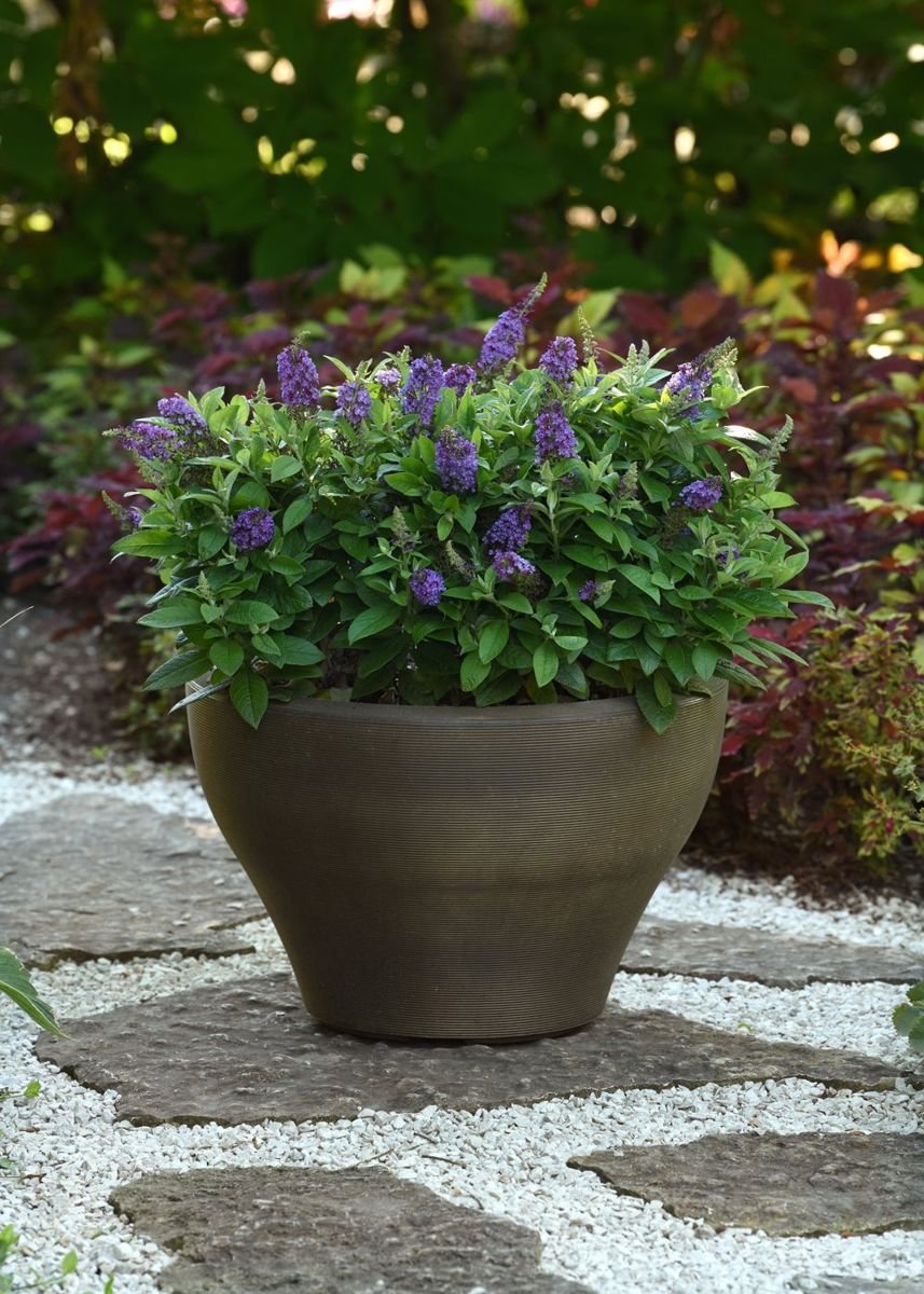 Chrysalis™ Blue Butterfly Bush photo 2