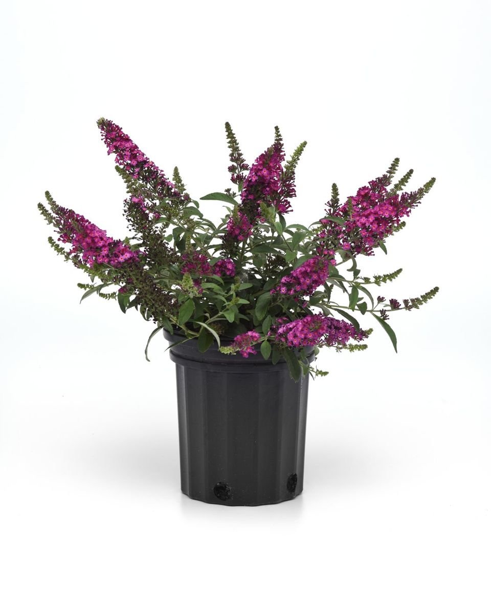 Chrysalis™ Cranberry Butterfly Bush in the Gartenmeister pot