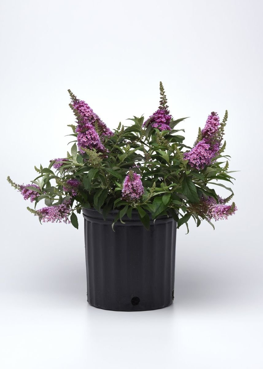 Chrysalis™ Pink Butterfly Bush in the Gartenmeister pot