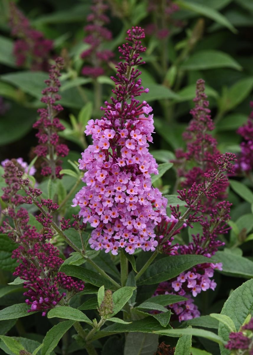 Chrysalis™ Pink Butterfly Bush photo 2