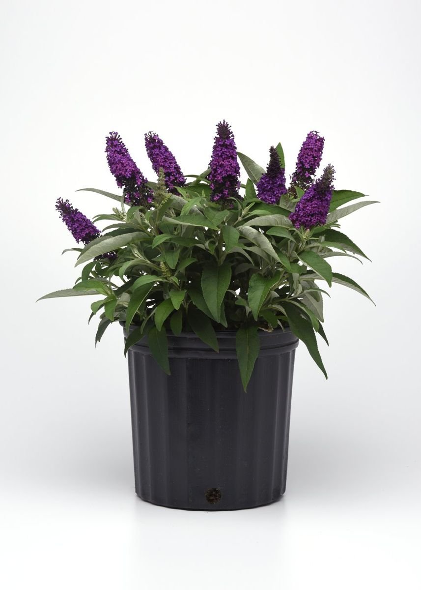 Chrysalis™ Purple Butterfly Bush in the Gartenmeister pot