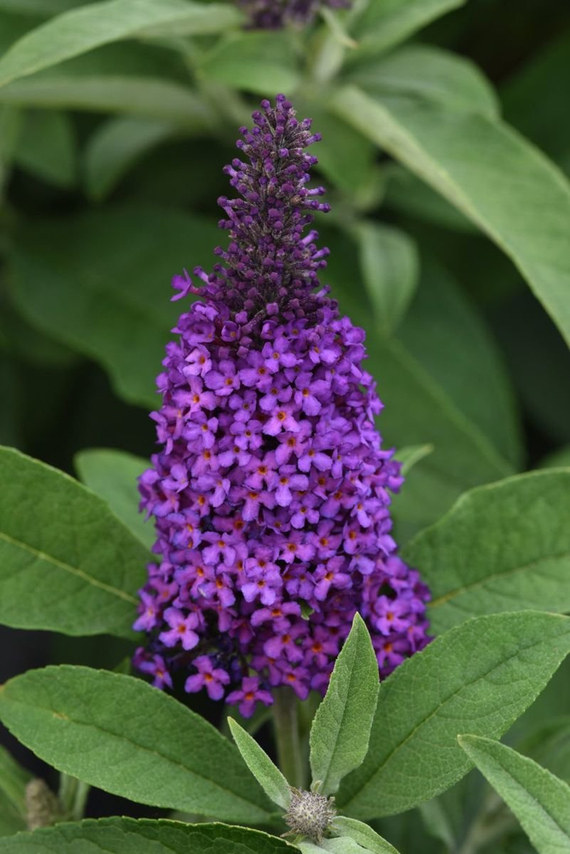 Chrysalis™ Purple Butterfly Bush photo 2