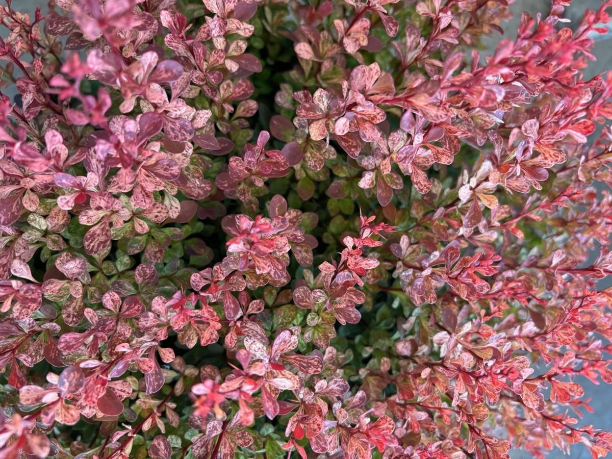 Creme Royale™ Barberry in the Gartenmeister pot