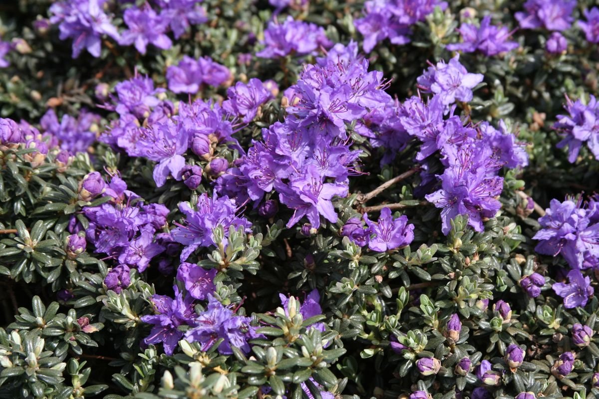 Impeditum Dwarf Rhododendron in the Gartenmeister pot