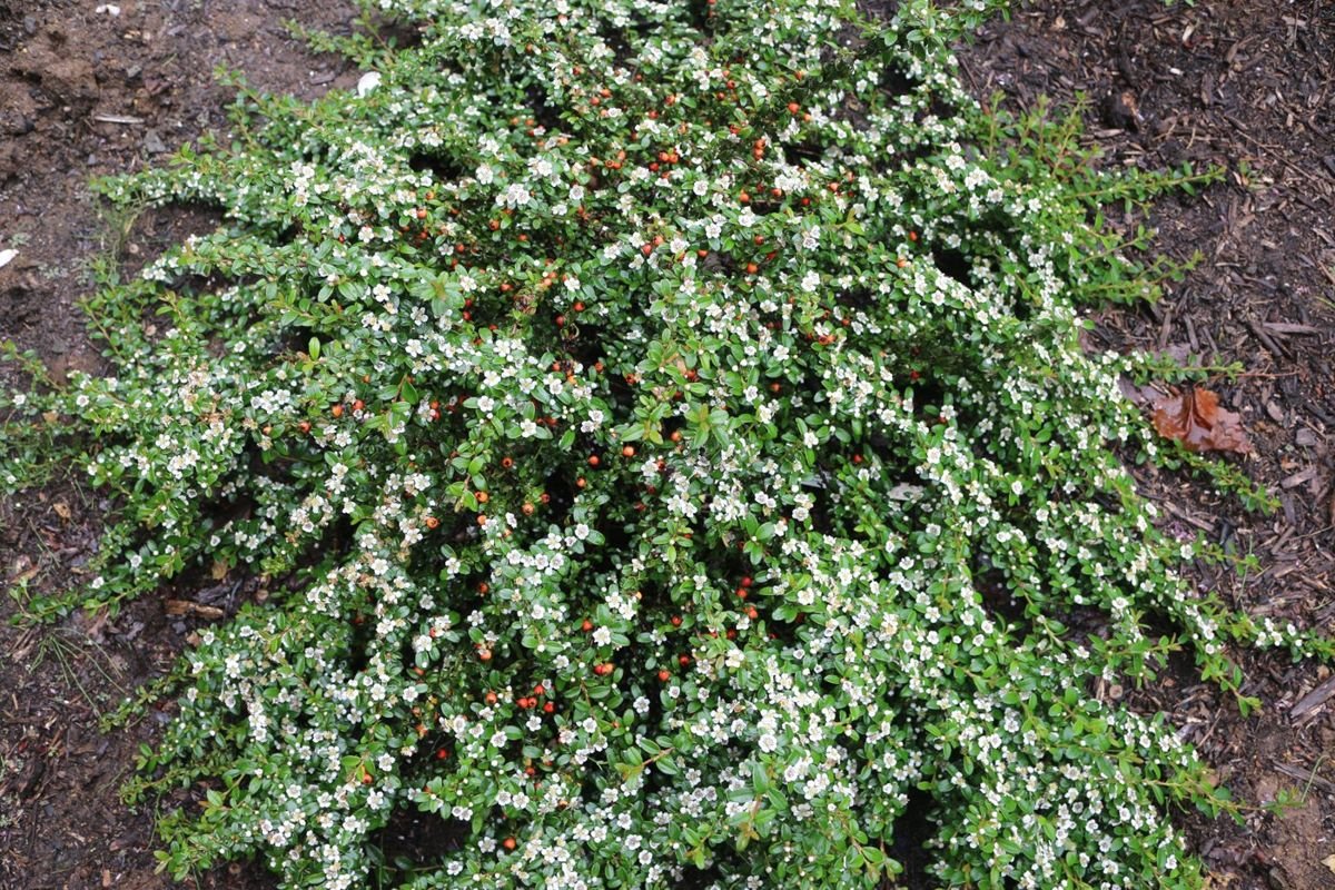 Emerald Beauty™ Cotoneaster in the Gartenmeister pot