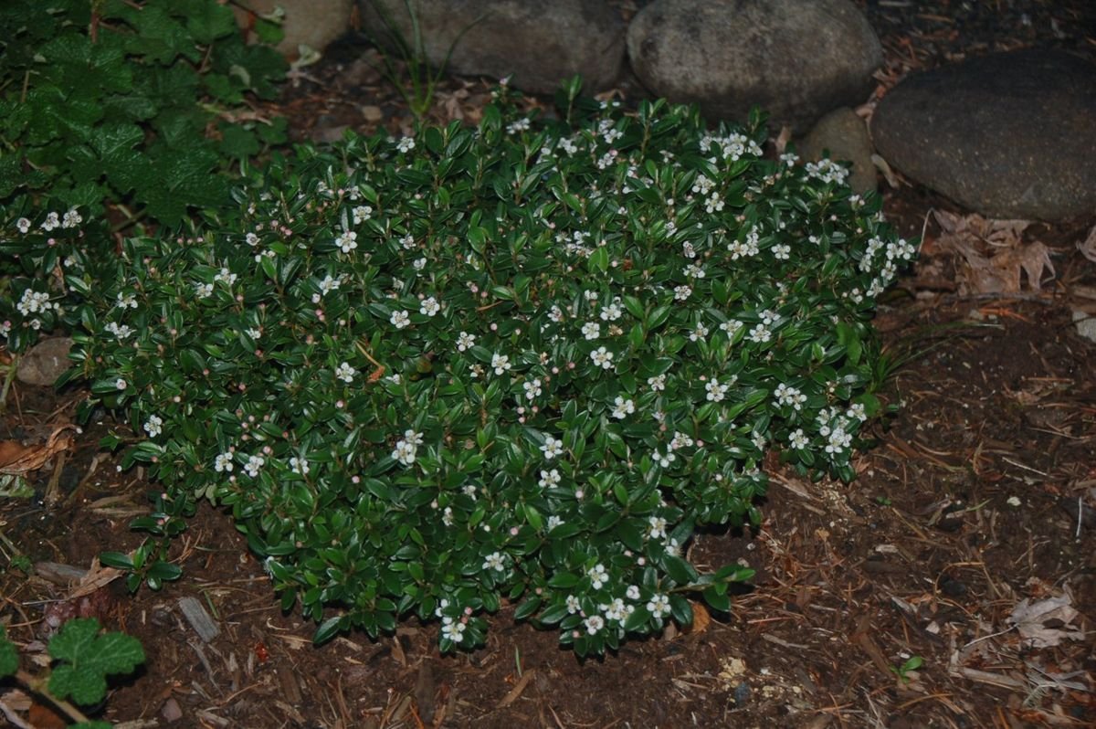Emerald Sprite™ Cotoneaster in the Gartenmeister pot