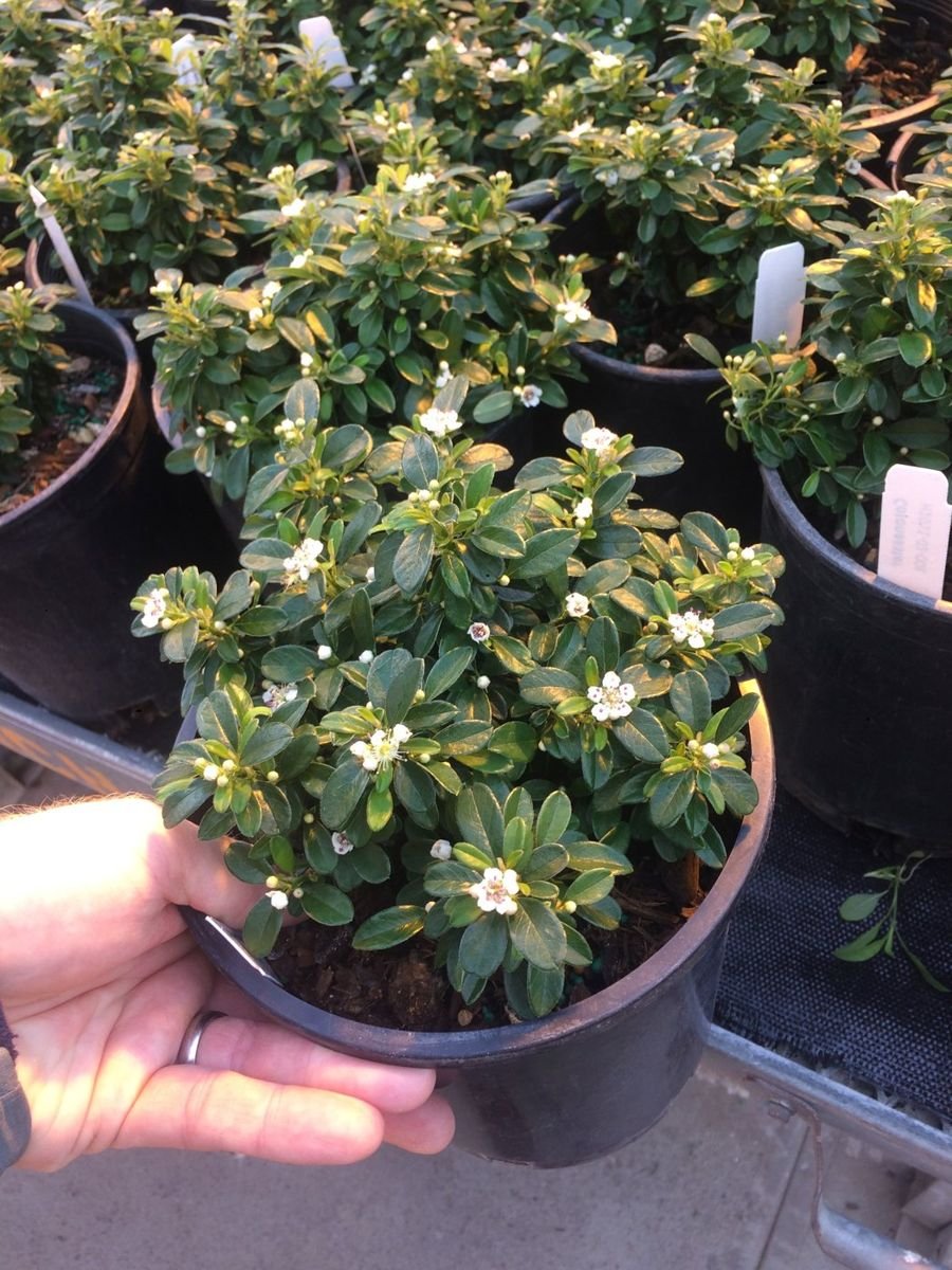 Emerald Sprite™ Cotoneaster photo 2