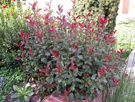 Fire Fantasy™ Photinia in the Gartenmeister pot