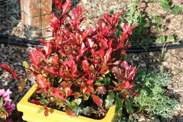 Fire Fantasy™ Photinia photo 2