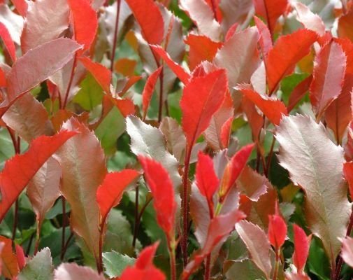 Fire Fantasy™ Photinia photo 3