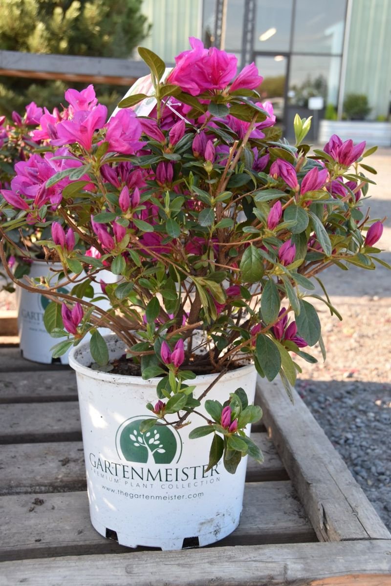 FlorAmore® Hot Pink Azalea in the Gartenmeister pot
