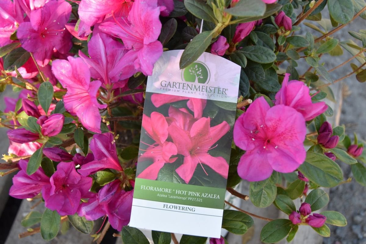 FlorAmore® Hot Pink Azalea photo 2