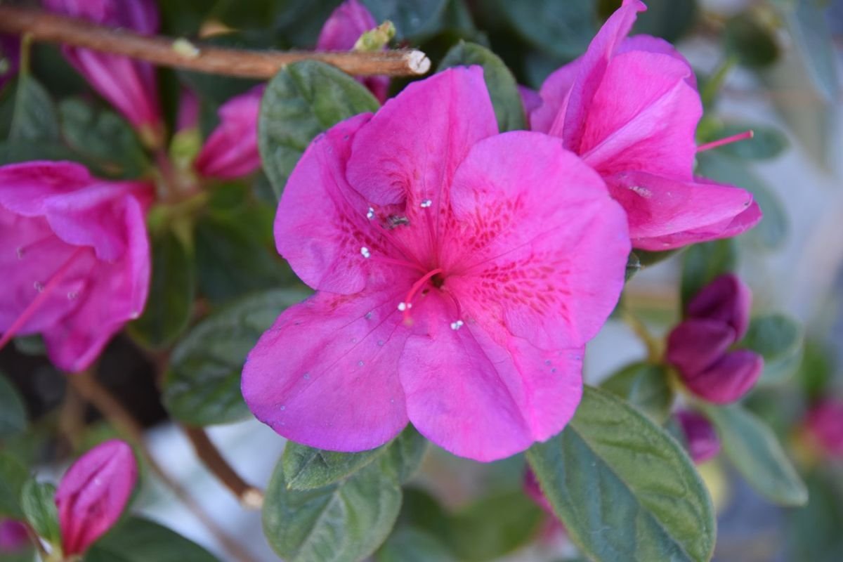 FlorAmore® Hot Pink Azalea photo 3
