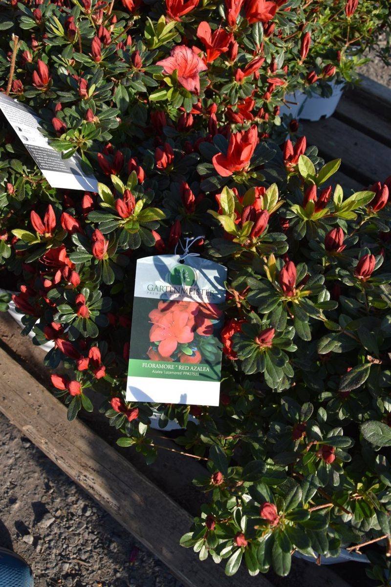 FlorAmore® Red Azalea photo 4