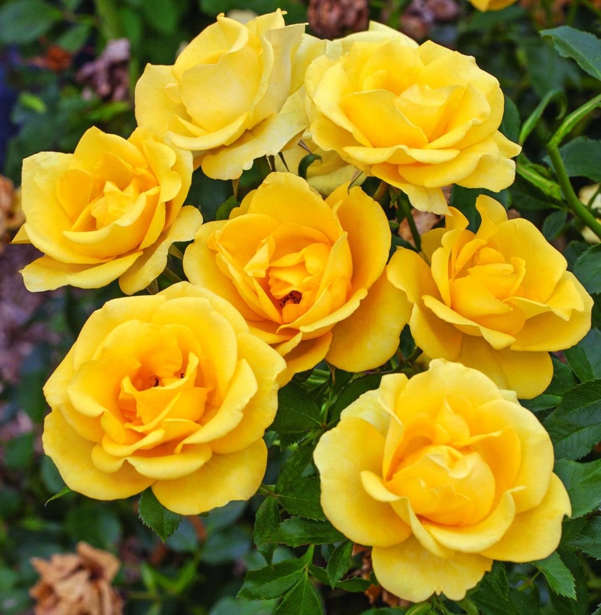 Gilded Sun™ Rose in the Gartenmeister pot