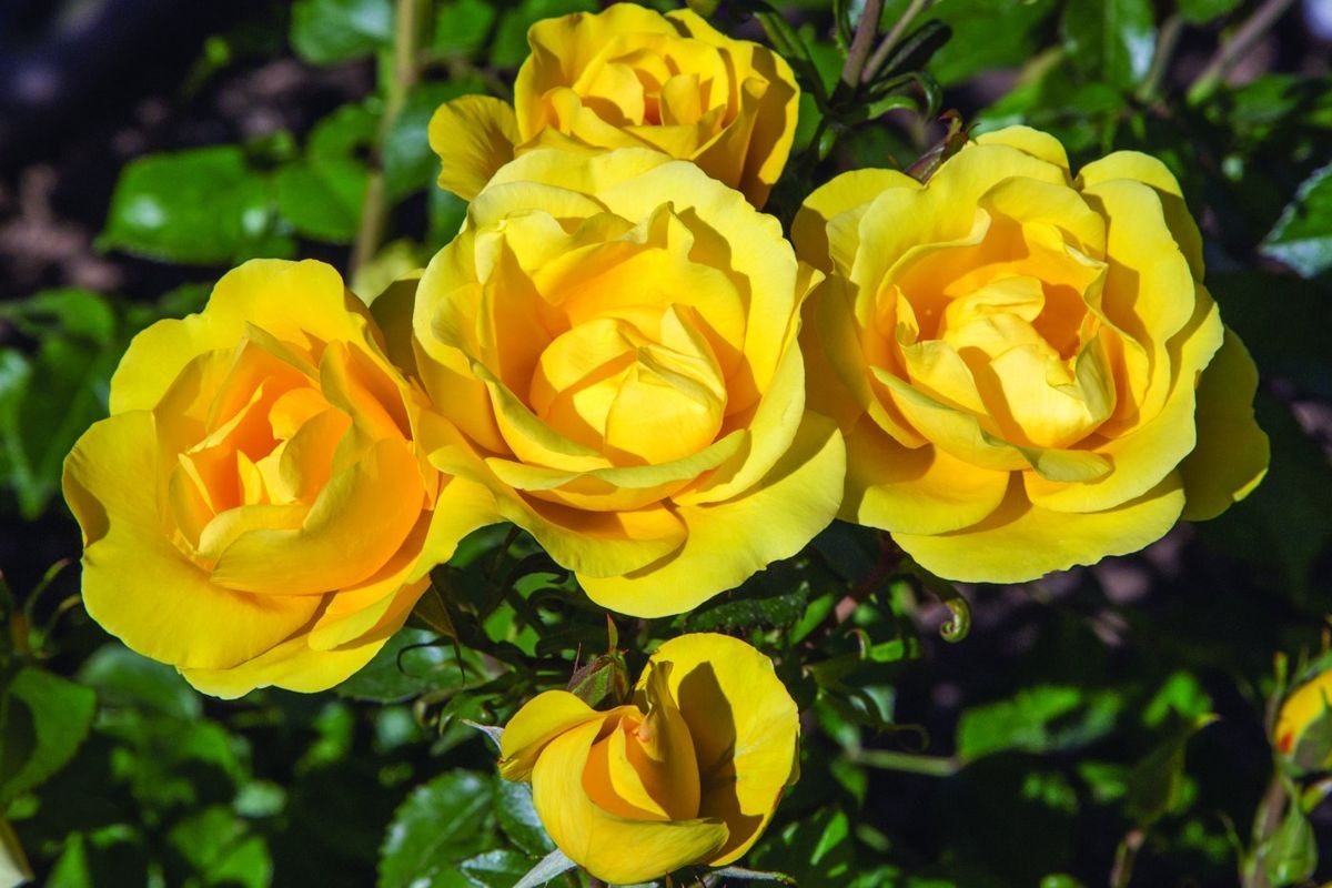 Gilded Sun™ Rose photo 2