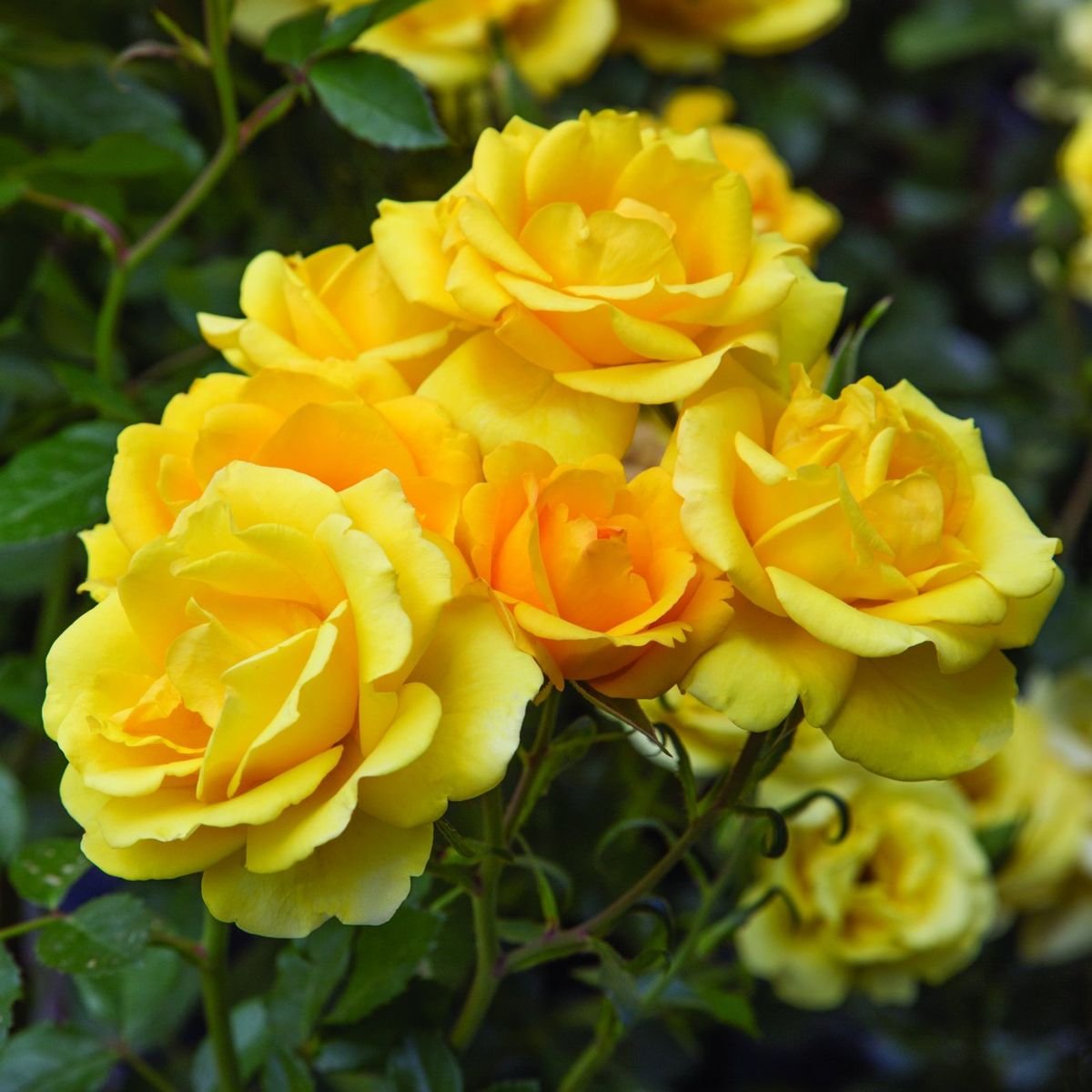 Gilded Sun™ Rose photo 3