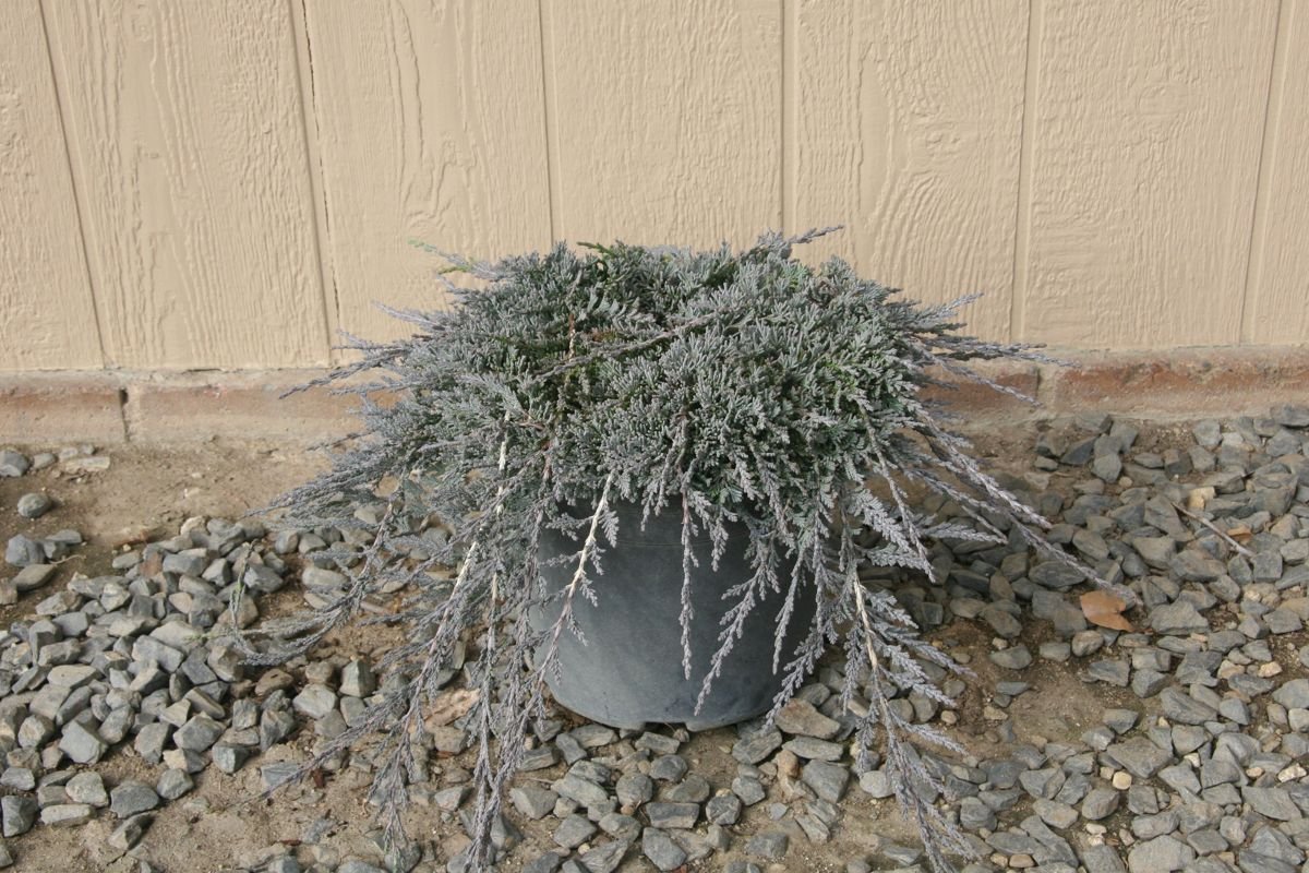 Glacierra™ Juniper in the Gartenmeister pot