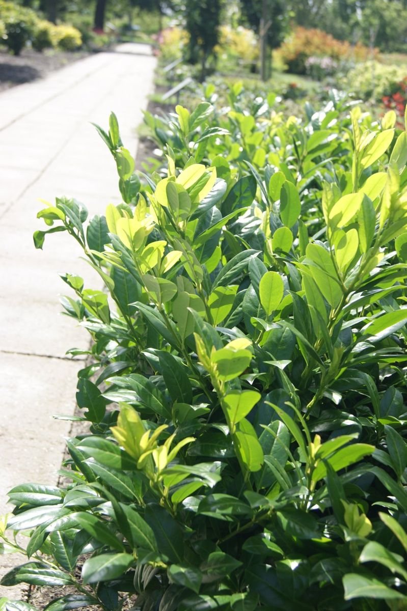 Green Goblet Cherry Laurel in the Gartenmeister pot