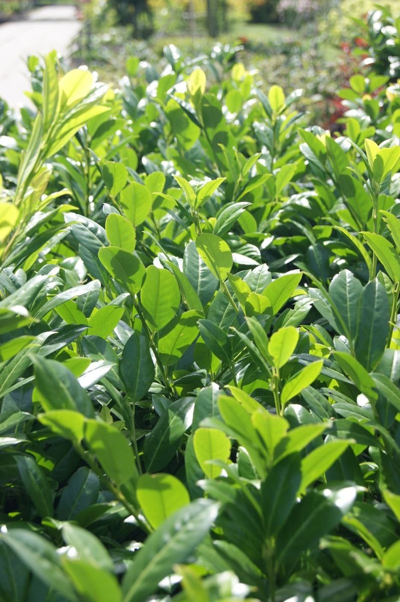 Green Goblet Cherry Laurel photo 2