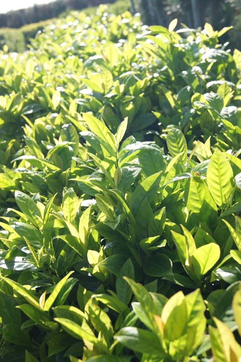 Green Goblet Cherry Laurel photo 3