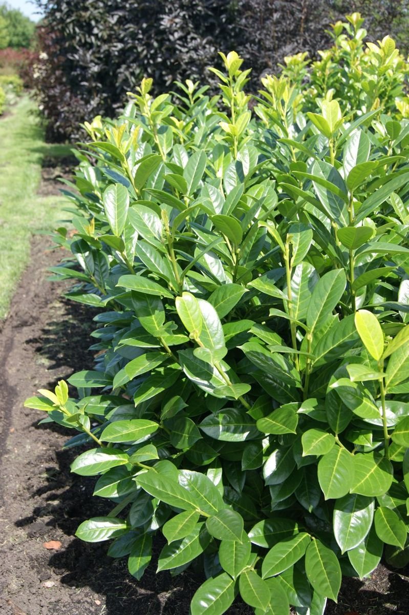 Greenfinity Cherry Laurel in the Gartenmeister pot