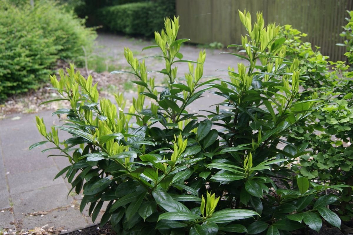 Greenfinity Cherry Laurel photo 2