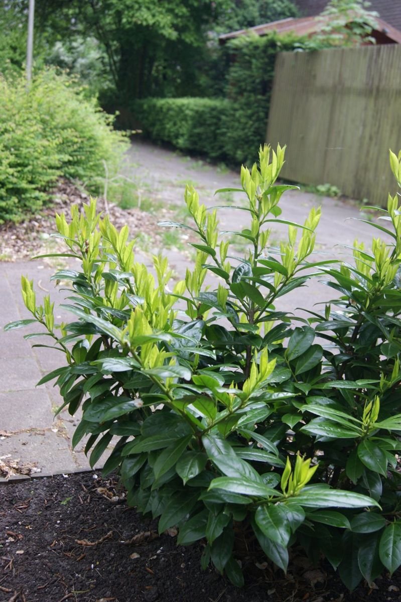 Greenfinity Cherry Laurel photo 3