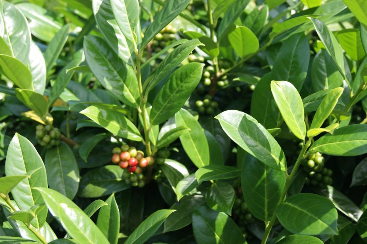 Greenfinity Cherry Laurel photo 4