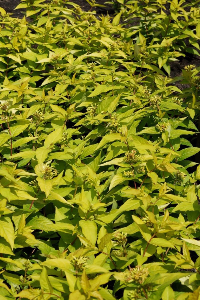 Honeybee™ Bush Honeysuckle in the Gartenmeister pot