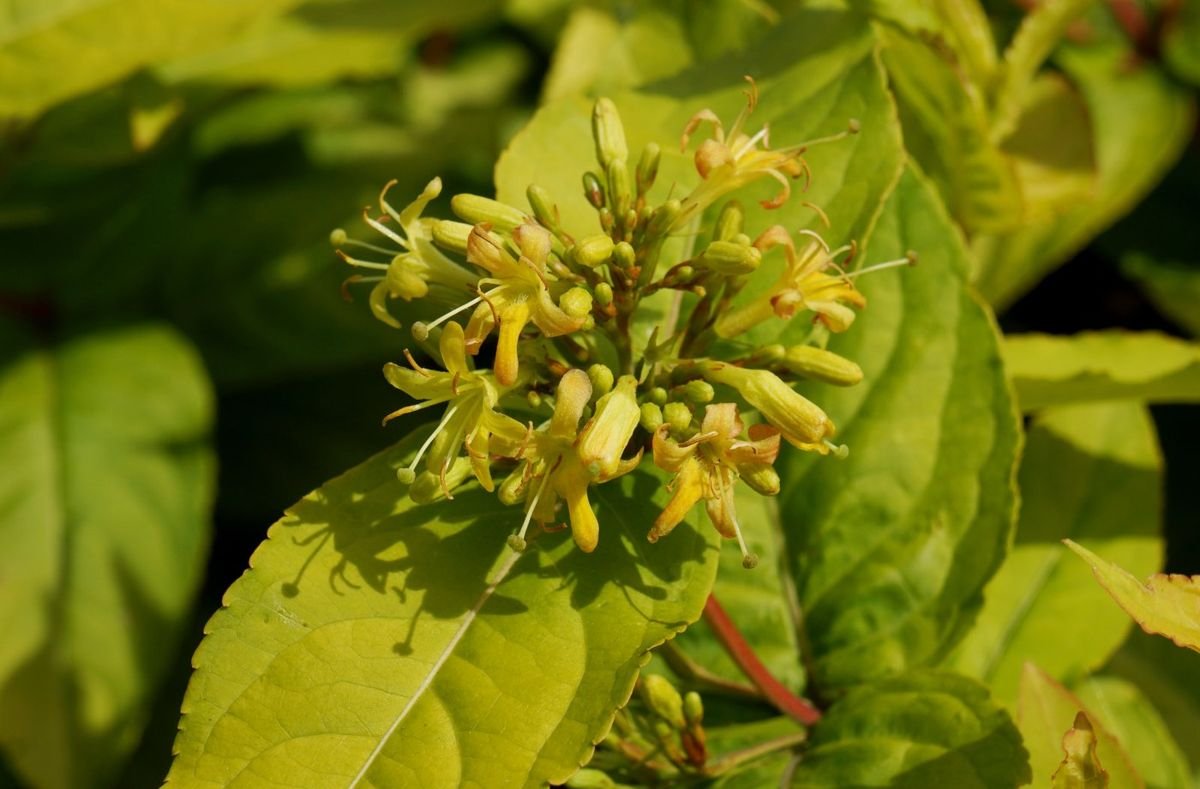 Honeybee™ Bush Honeysuckle photo 2