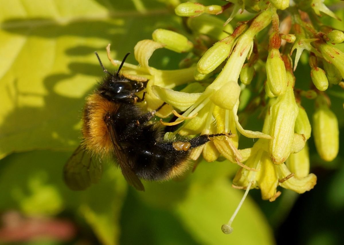 Honeybee™ Bush Honeysuckle photo 3