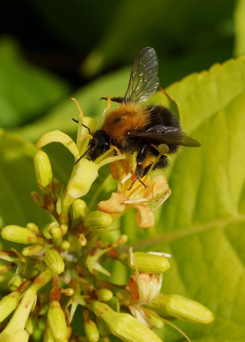 Honeybee™ Bush Honeysuckle photo 4
