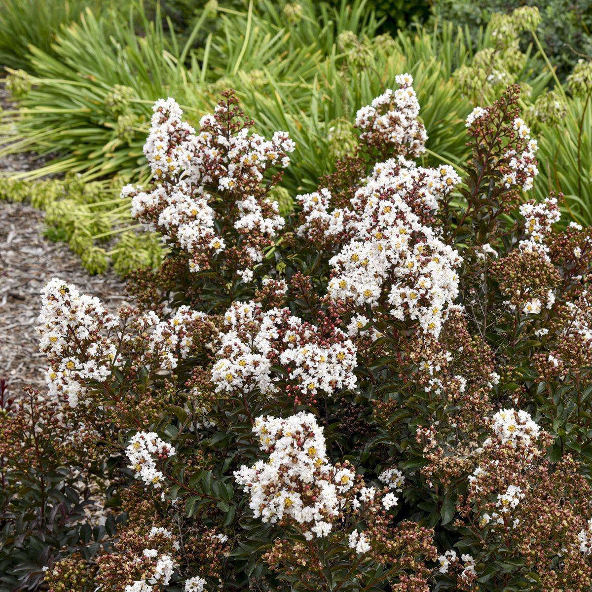 Barista® Like a Latte Crape Myrtle