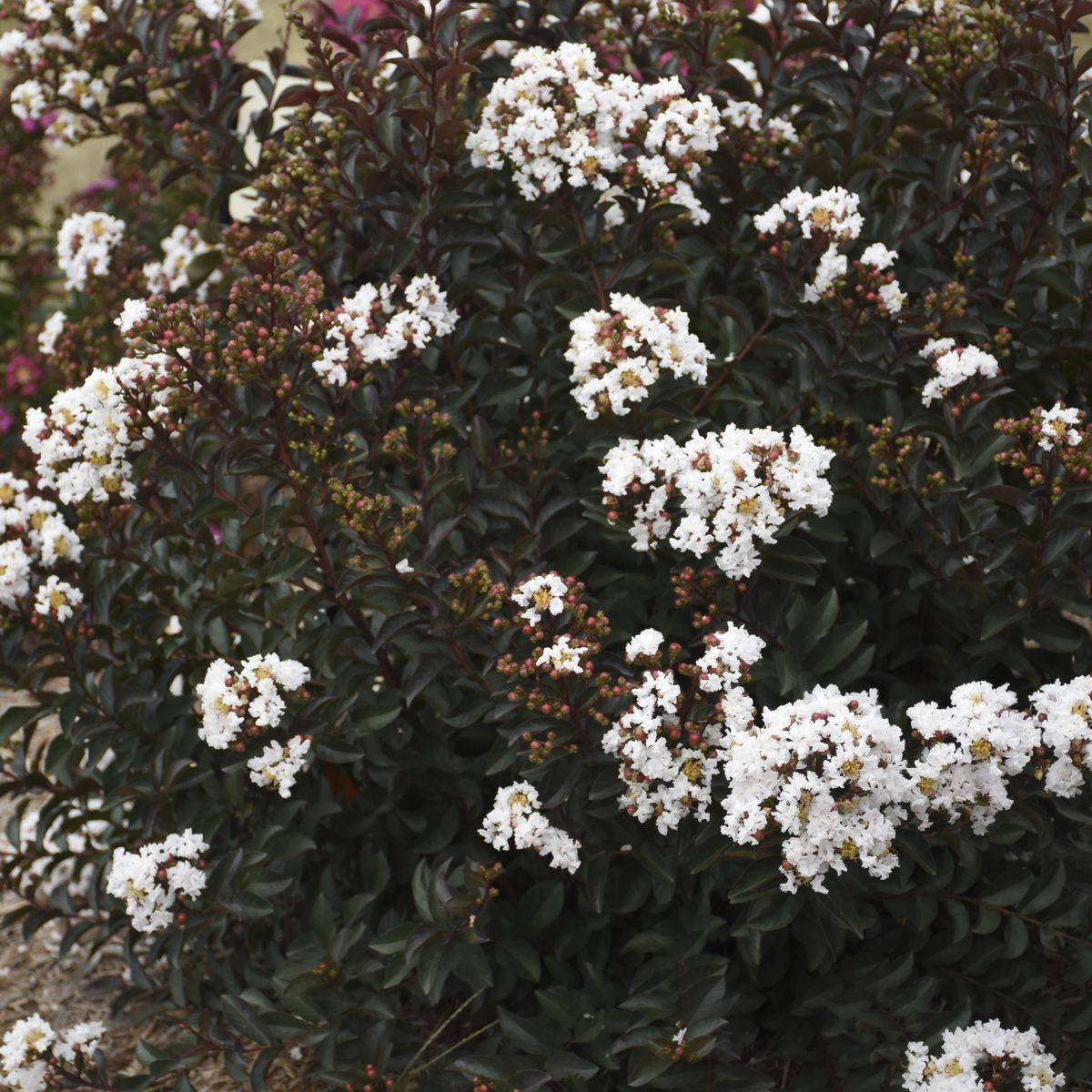 Barista® Like a Latte Crape Myrtle photo 2