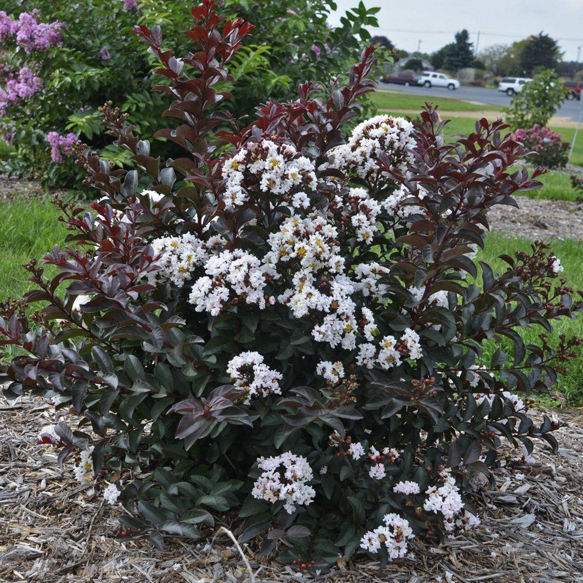 Barista® Like a Latte Crape Myrtle photo 3