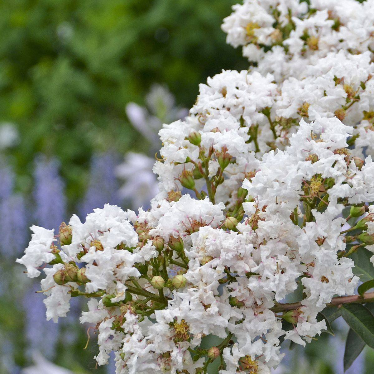 Barista® Like a Latte Crape Myrtle photo 4